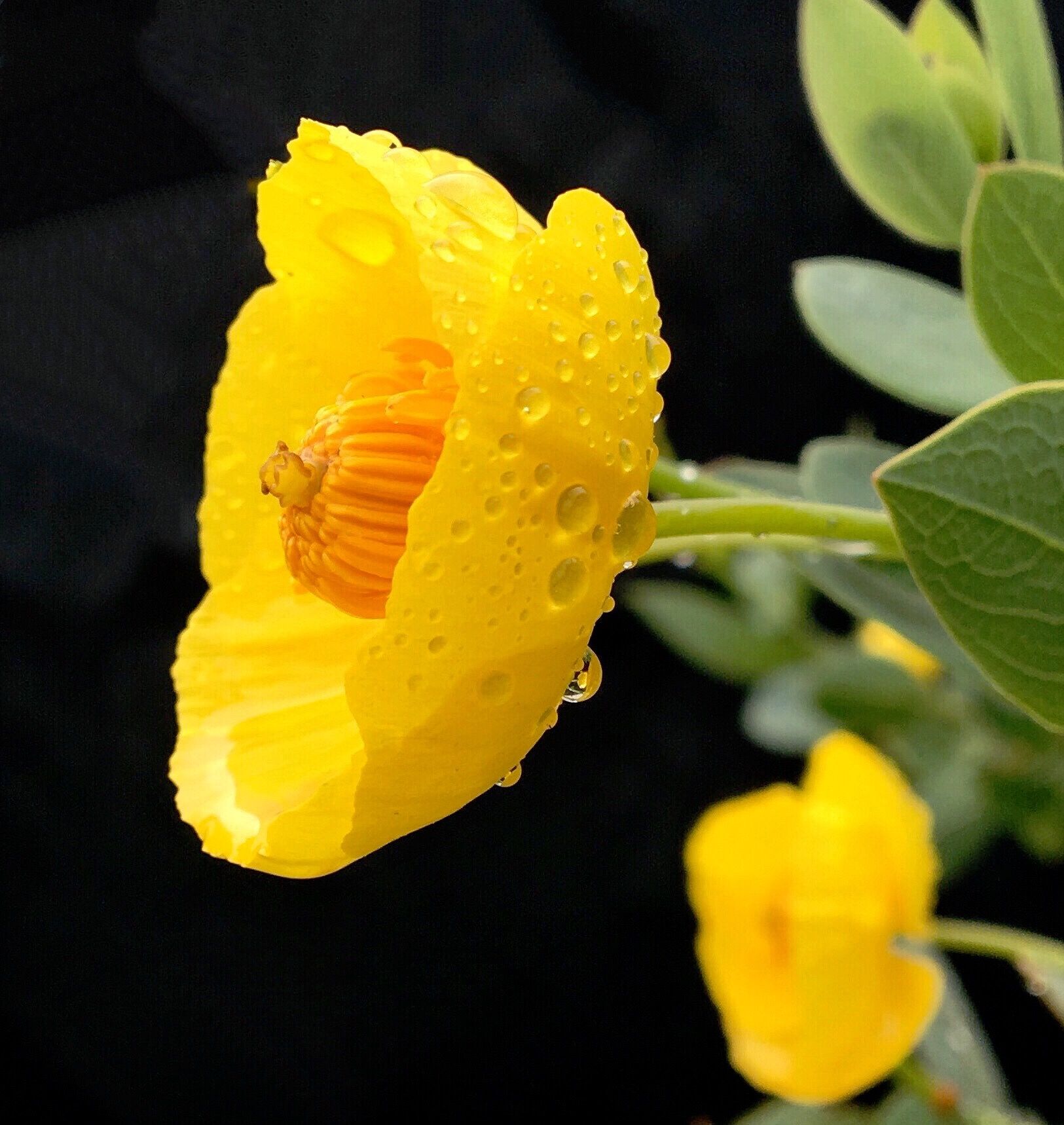 Yellow Flower on Lagoon Path